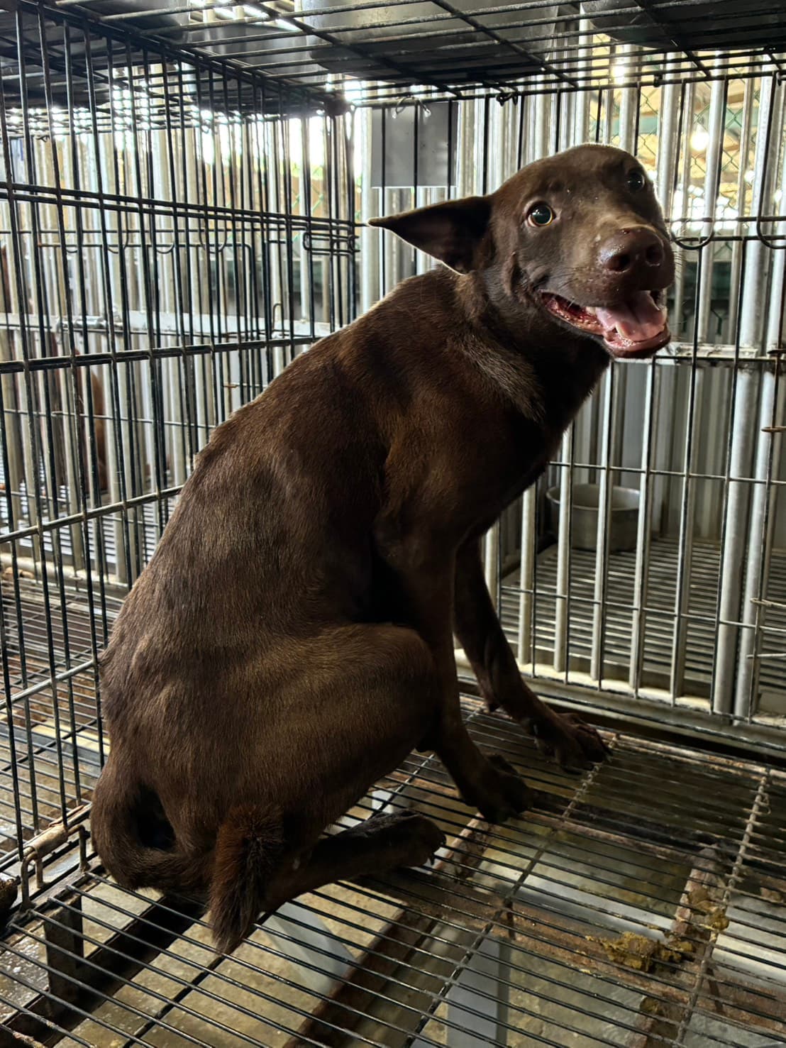 混種犬待認養照片