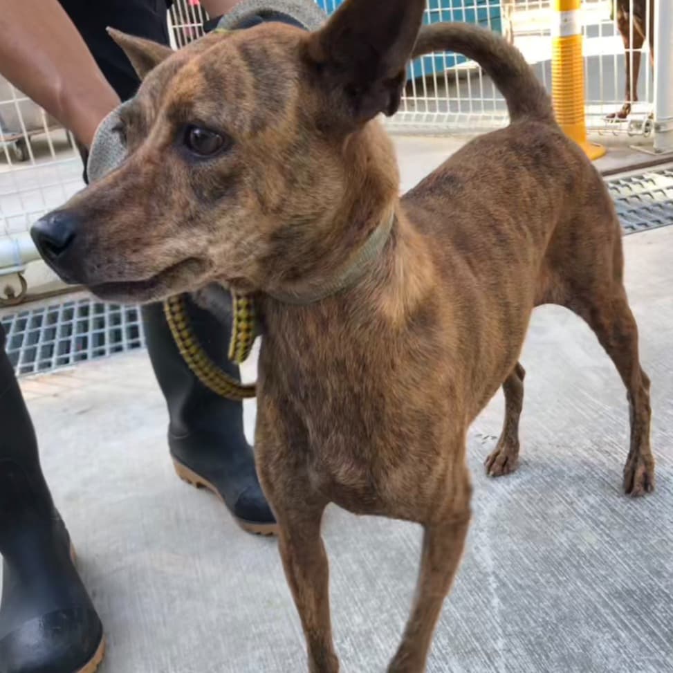 混種犬待認養照片