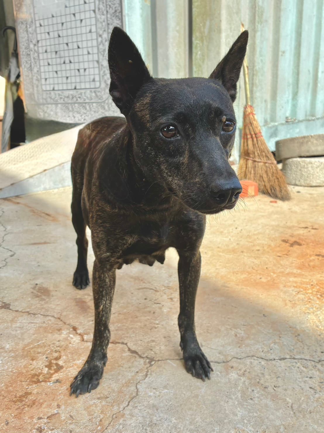 混種犬待認養照片