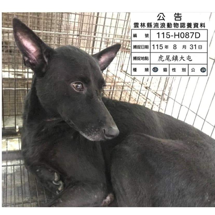 混種犬待認養照片