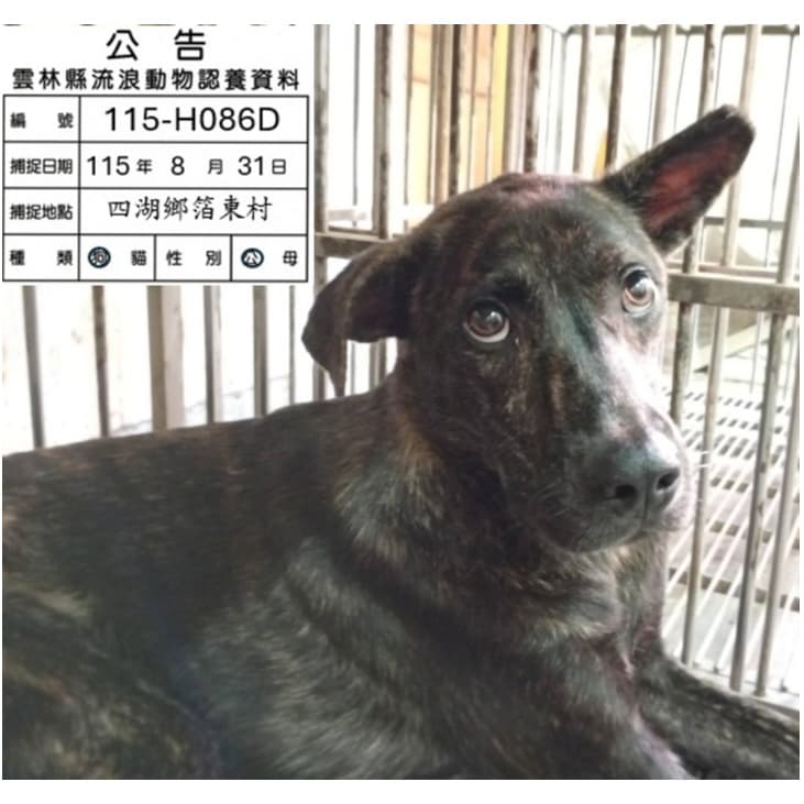 混種犬待認養照片