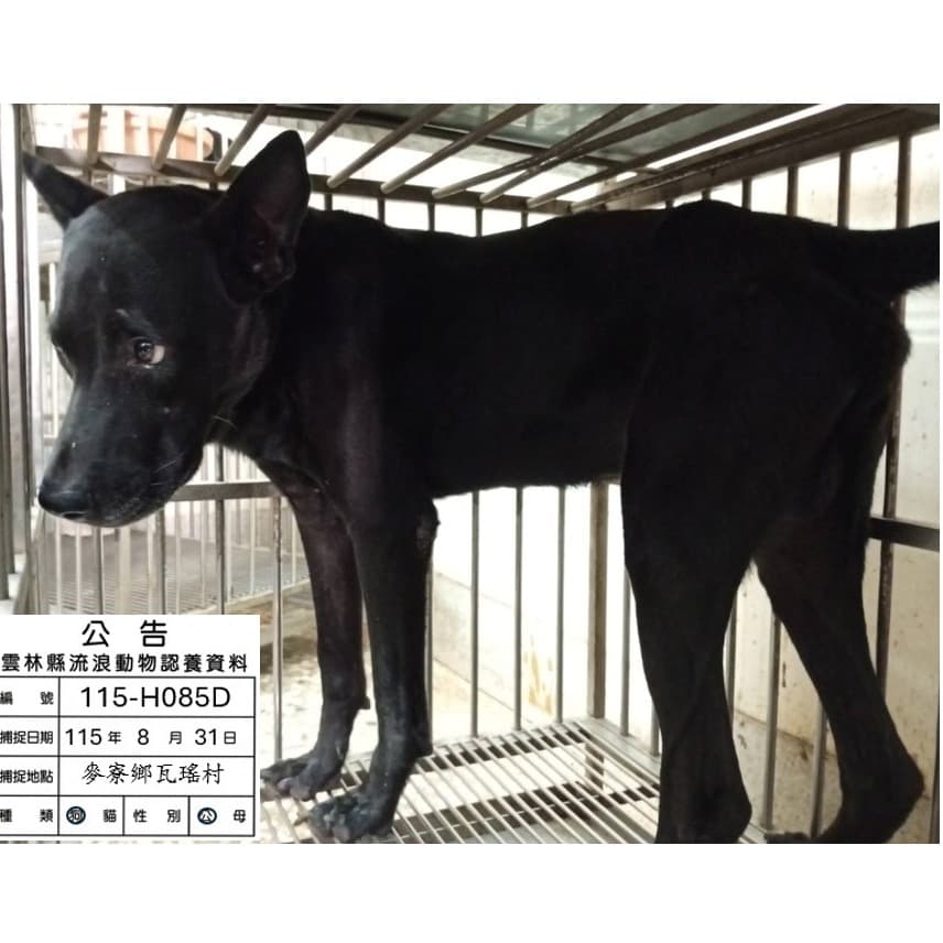 混種犬待認養照片