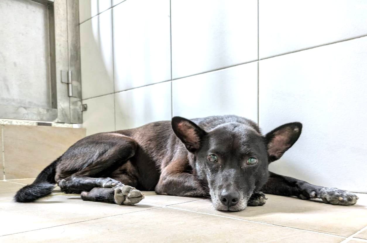 混種犬待認養照片