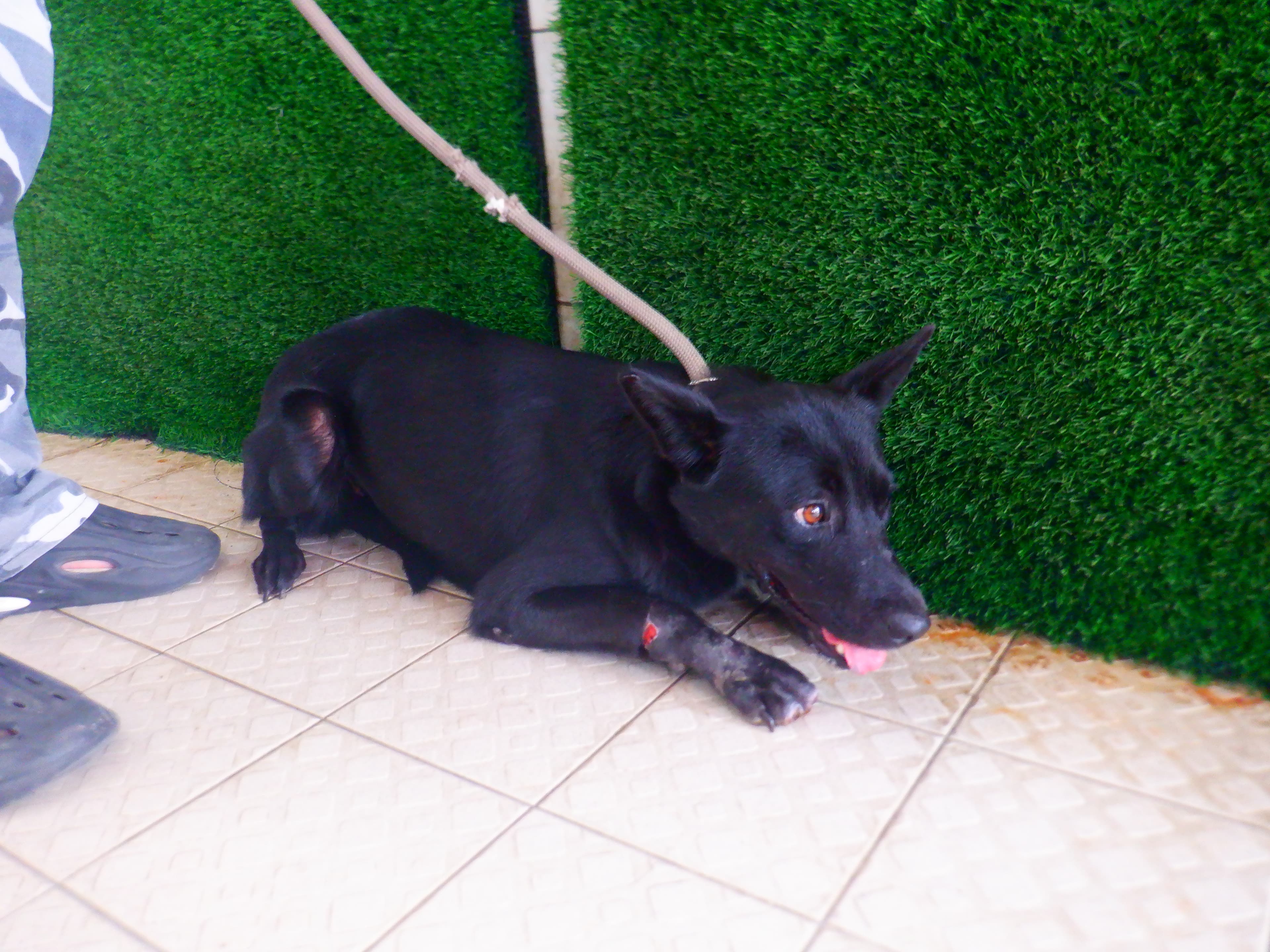 混種犬待認養照片
