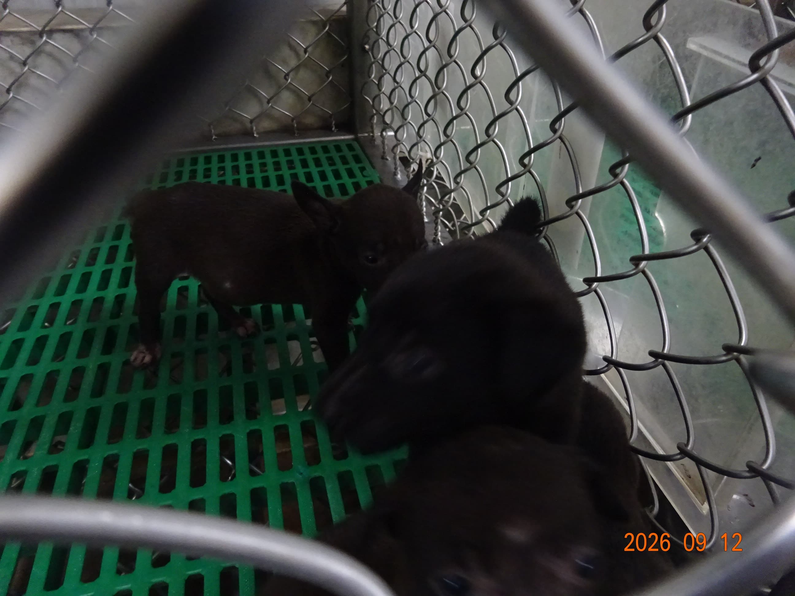 混種犬待認養照片