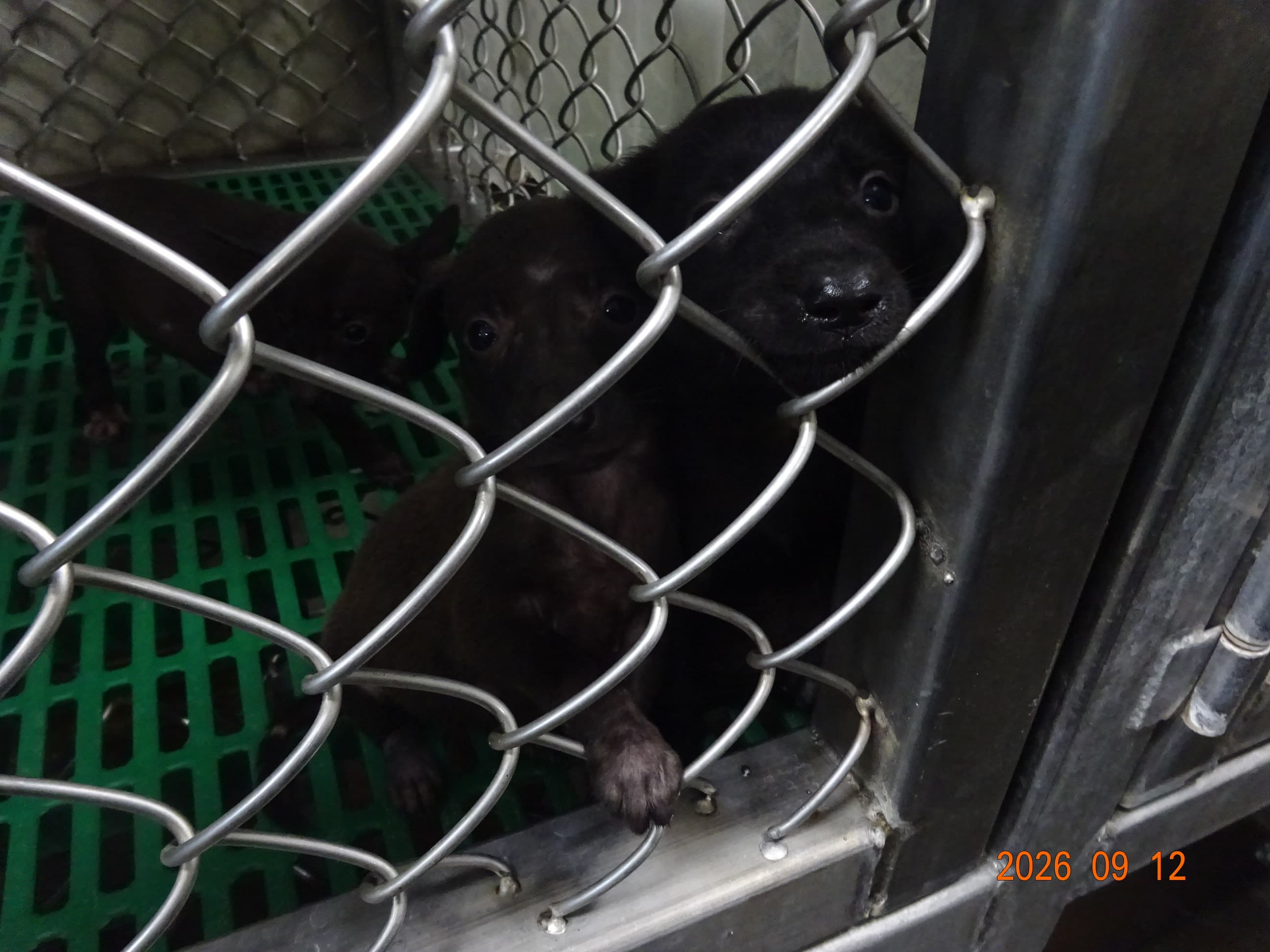 混種犬待認養照片