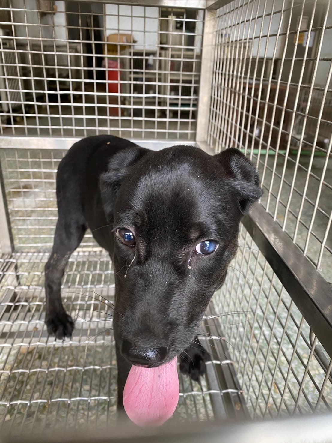 混種犬待認養照片