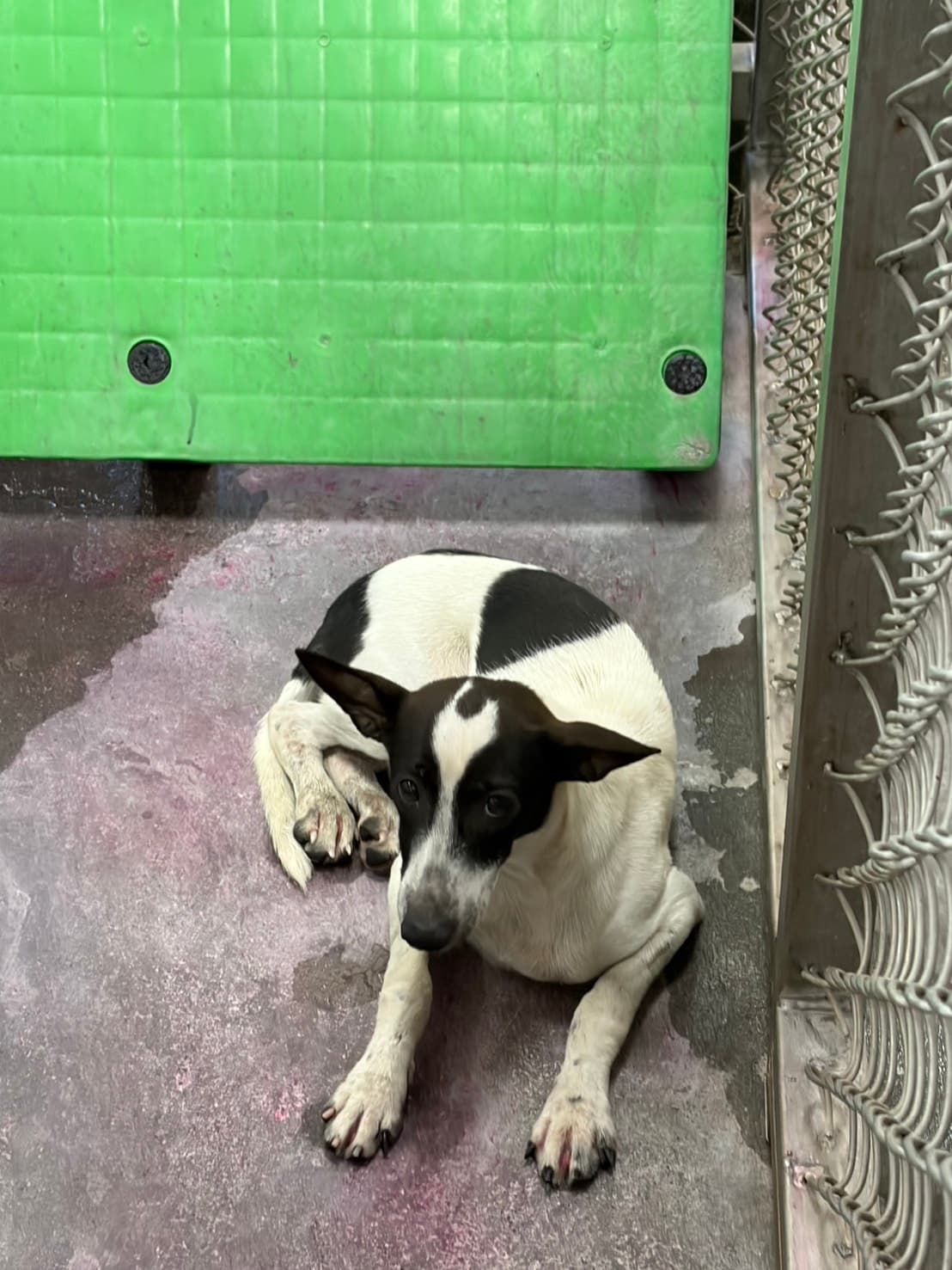 混種犬待認養照片