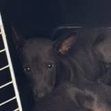 混種犬待認養照片