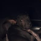 混種犬待認養照片