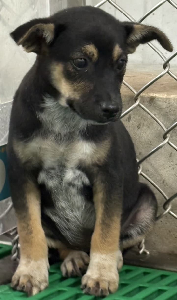 混種犬待認養照片