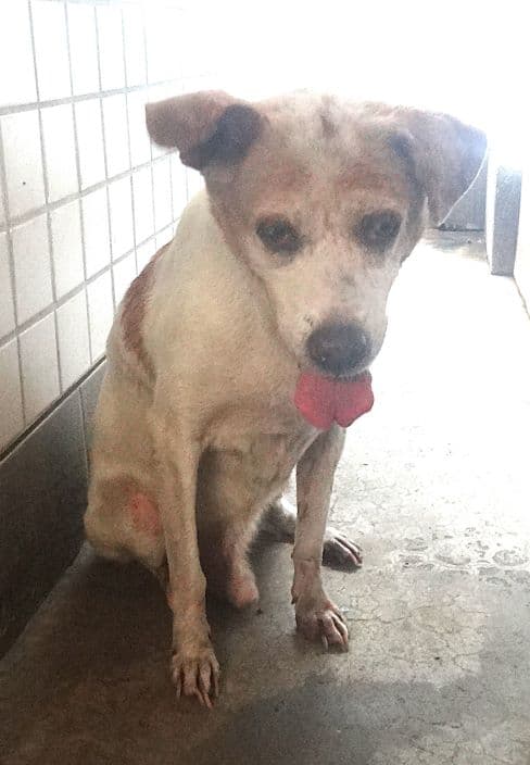 混種犬待認養照片